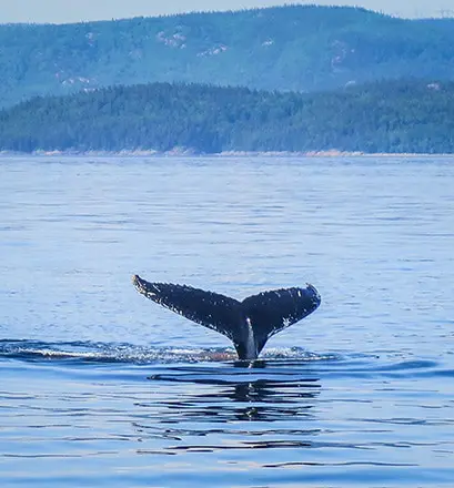 Whale watching Quebec Ponant