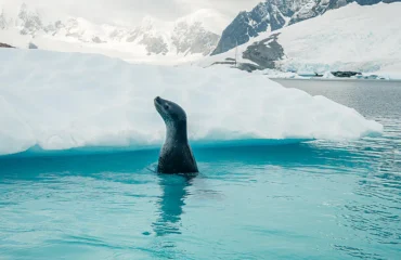 ANTARCTICA AWAITS Latest 2026 - 2028 Ponant Cruise Deals