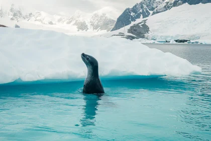 ANTARCTICA AWAITS Latest 2026 - 2028 Ponant Cruise Deals